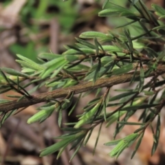 Kunzea ericoides at Lake George, NSW - 16 Oct 2022 11:39 AM