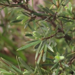 Kunzea ericoides at Lake George, NSW - 16 Oct 2022