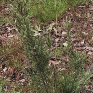 Kunzea ericoides at Lake George, NSW - 16 Oct 2022 11:39 AM