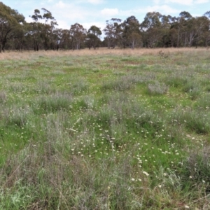 Calotis anthemoides at Lake George, NSW - 16 Oct 2022