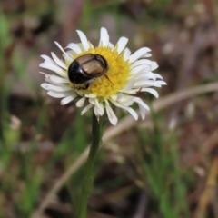 Calotis anthemoides at Lake George, NSW - 16 Oct 2022 11:42 AM