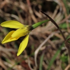 Diuris amabilis (Large Golden Moth) at Sweeney's TSR - 16 Oct 2022 by AndyRoo