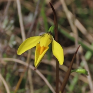 Diuris amabilis at Lake George, NSW - suppressed