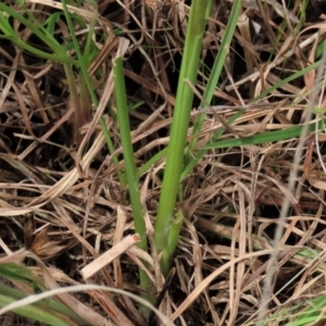 Diuris amabilis at Lake George, NSW - suppressed