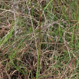 Diuris amabilis at Lake George, NSW - suppressed