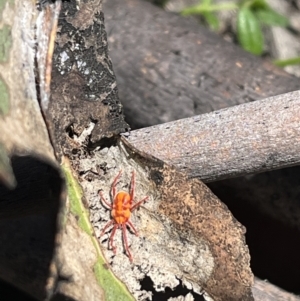 Erythraeidae (family) at Tennent, ACT - 9 Dec 2022