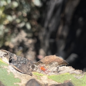 Erythraeidae (family) at Tennent, ACT - 9 Dec 2022