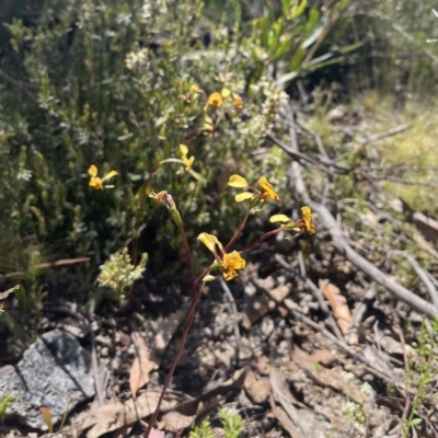 Diuris semilunulata (Late Leopard Orchid) at Tennent, ACT - 9 Dec 2022 by chromo