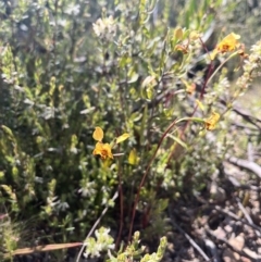 Diuris semilunulata at Tennent, ACT - 9 Dec 2022