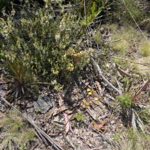 Diuris semilunulata at Tennent, ACT - suppressed