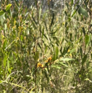 Diuris semilunulata at Tennent, ACT - suppressed