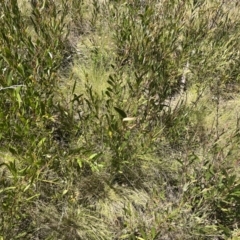 Diuris semilunulata at Tennent, ACT - 9 Dec 2022