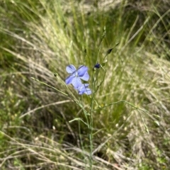 Linum marginale (Native Flax) at Mount Clear, ACT - 6 Dec 2022 by chromo