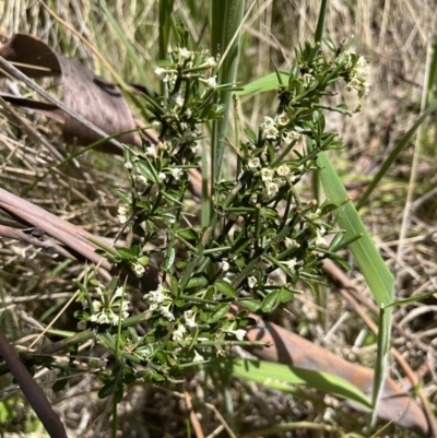 Discaria pubescens (Australian Anchor Plant) at Tennent, ACT - 9 Dec 2022 by chromo