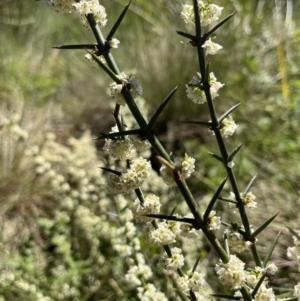 Discaria pubescens at Tennent, ACT - 9 Dec 2022