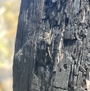 Unidentified Spider (Araneae) (TBC) at suppressed by chromo