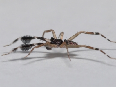 Cycloctenidae (family) (Scuttling Spiders) at Wellington Point, QLD - 6 Dec 2022 by TimL