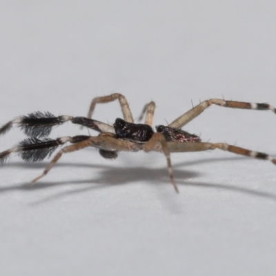 Unidentified Spider (Araneae) at Wellington Point, QLD - 6 Dec 2022 by TimL