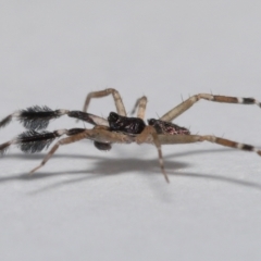 Unidentified Spider (Araneae) (TBC) at Wellington Point, QLD - 6 Dec 2022 by TimL