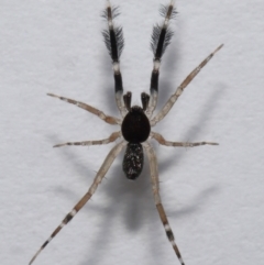 Cycloctenidae (family) at suppressed - suppressed