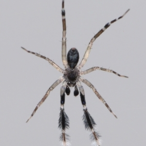 Cycloctenidae (family) at suppressed - suppressed
