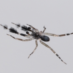 Cycloctenidae (family) at suppressed - suppressed