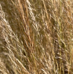 Austrostipa scabra at Jerrabomberra, NSW - 10 Dec 2022