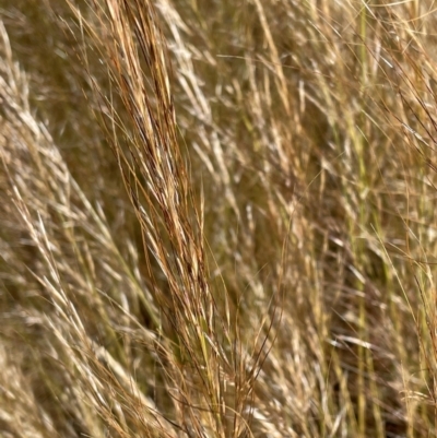 Austrostipa scabra (Corkscrew Grass, Slender Speargrass) at Jerrabomberra, NSW - 10 Dec 2022 by Mavis