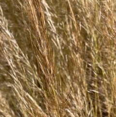 Austrostipa scabra (Corkscrew Grass, Slender Speargrass) at Jerrabomberra, NSW - 9 Dec 2022 by Mavis