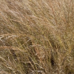 Austrostipa scabra at Jerrabomberra, NSW - 10 Dec 2022