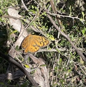 Heteronympha merope at Jerrabomberra, NSW - 10 Dec 2022