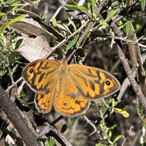 Heteronympha merope at Jerrabomberra, NSW - 10 Dec 2022