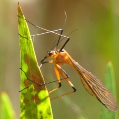 Harpobittacus australis (Hangingfly) at Welby - 6 Dec 2022 by Curiosity