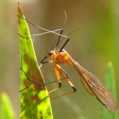 Harpobittacus australis (Hangingfly) at Welby - 6 Dec 2022 by Curiosity