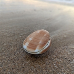 Bassina (Bassina) pachyphylla (Faint-Frilled Venus Shell) at Batemans Marine Park - 23 Jun 2022 by spudleymuffin