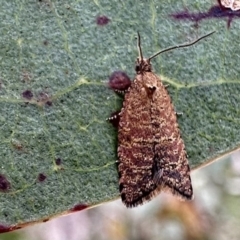 Isochorista panaeolana (A Tortricid moth) at Bimberi, NSW - 9 Dec 2022 by Pirom