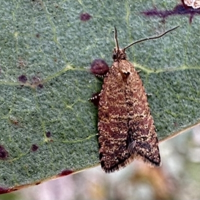 Isochorista panaeolana (A Tortricid moth) at Bimberi, NSW - 9 Dec 2022 by Pirom