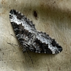 Chrysolarentia argocyma (White-waved Carpet) at Bimberi Nature Reserve - 9 Dec 2022 by Pirom