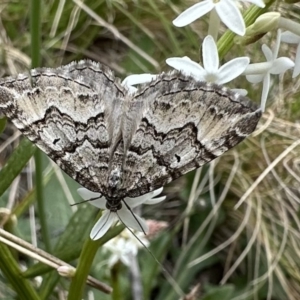 Chrysolarentia rhynchota at Namadgi National Park - 9 Dec 2022