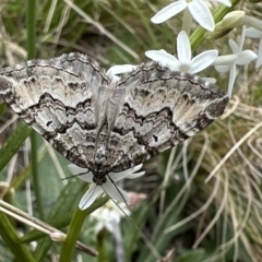 Chrysolarentia argocyma (White-waved Carpet) at Cotter River, ACT - 9 Dec 2022 by Pirom