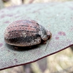 Trachymela sp. (genus) (Brown button beetle) at Bimberi, NSW - 9 Dec 2022 by Pirom