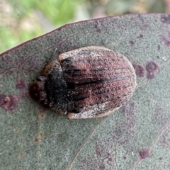 Trachymela sp. (genus) at Bimberi, NSW - 9 Dec 2022