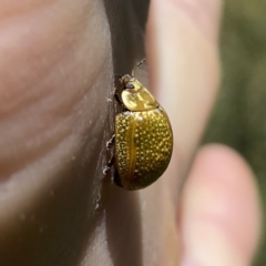 Paropsisterna cloelia (Eucalyptus variegated beetle) at Googong, NSW - 9 Dec 2022 by Wandiyali