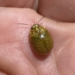 Paropsisterna cloelia at Googong, NSW - suppressed