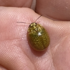 Paropsisterna cloelia at Googong, NSW - 9 Dec 2022