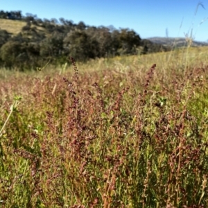 Haloragis heterophylla at Googong, NSW - 10 Dec 2022