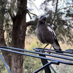 Gymnorhina tibicen (Australian Magpie) at Cotter Reserve - 8 Dec 2022 by JimL