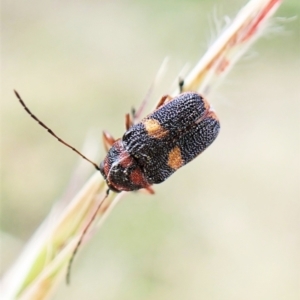 Aporocera (Aporocera) rufoterminalis at Cook, ACT - 8 Dec 2022