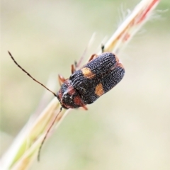 Aporocera (Aporocera) rufoterminalis (Leaf beetle) at Cook, ACT - 8 Dec 2022 by CathB