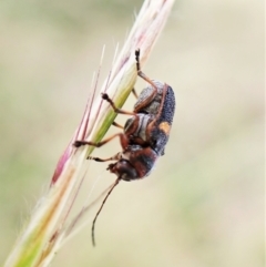 Aporocera (Aporocera) rufoterminalis at Cook, ACT - 8 Dec 2022